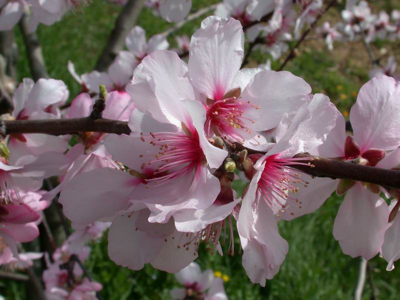 Prunus dulcis / Mandorlo